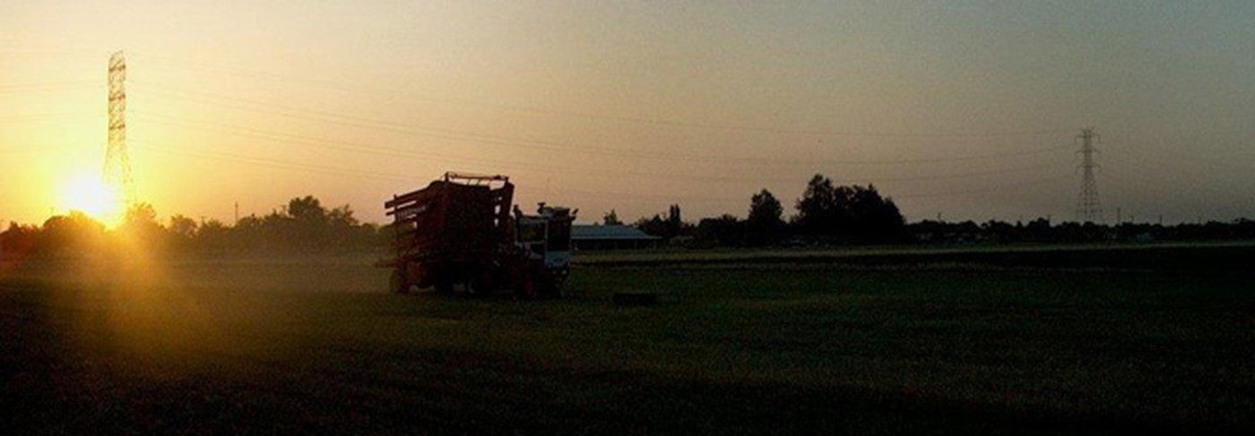 Central Valley field at sunset