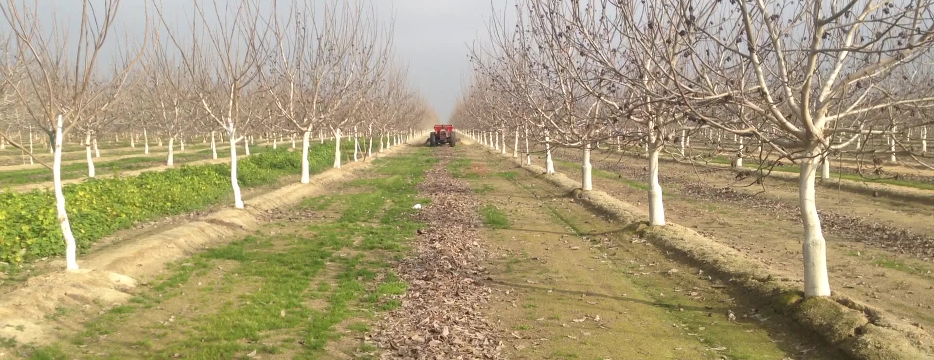 A B. Mello tractor spreader placing material down a walnut row