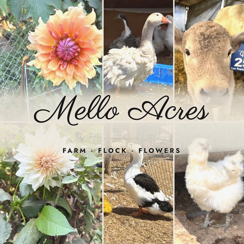 Mello Acres, farm, flock, flowers: a peach dahlia, a Sebastopol goose, a Shorthorn calf, a cream dahlia, a duck and a fluffy chick